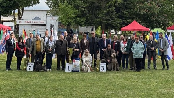 Best-in-show-slovenský-hrubosrstý-stavač